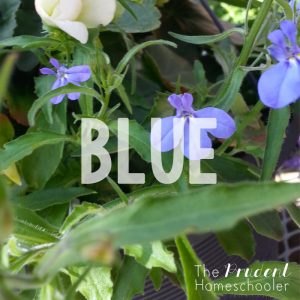 Learning about colors?! Participate in a simple, yet fun "Color Hunt" at your local garden centre! | Find more over at The Prudent Homeschooler