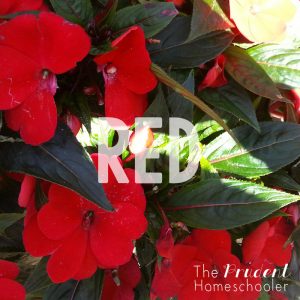 Learning about colors?! Participate in a simple, yet fun "Color Hunt" at your local garden centre! | Find more over at The Prudent Homeschooler