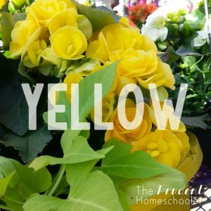 Learning about colors?! Participate in a simple, yet fun "Color Hunt" at your local garden centre! | Find more over at The Prudent Homeschooler