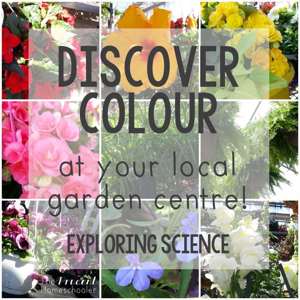 Learning about colors?! Participate in a simple, yet fun "Color Hunt" at your local garden centre! | Find more over at The Prudent Homeschooler