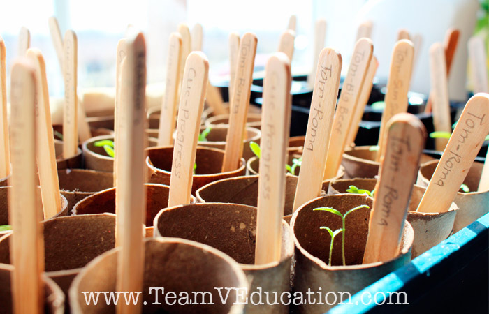 Growing a Garden with little gardeners. Embracing the Reggio Emilia Approach to learning by engaging our children's interests - dirt! Check out how we grew these gorgeous plants for our kitchen garden.