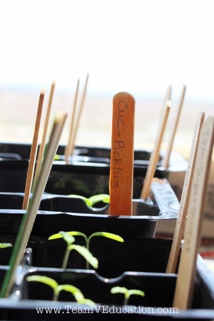 Growing a Garden with little gardeners. Embracing the Reggio Emilia Approach to learning by engaging our children's interests - dirt! Check out how we grew these gorgeous plants for our kitchen garden.